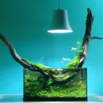 nano aquarium - nature design