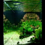 aquarium planté
