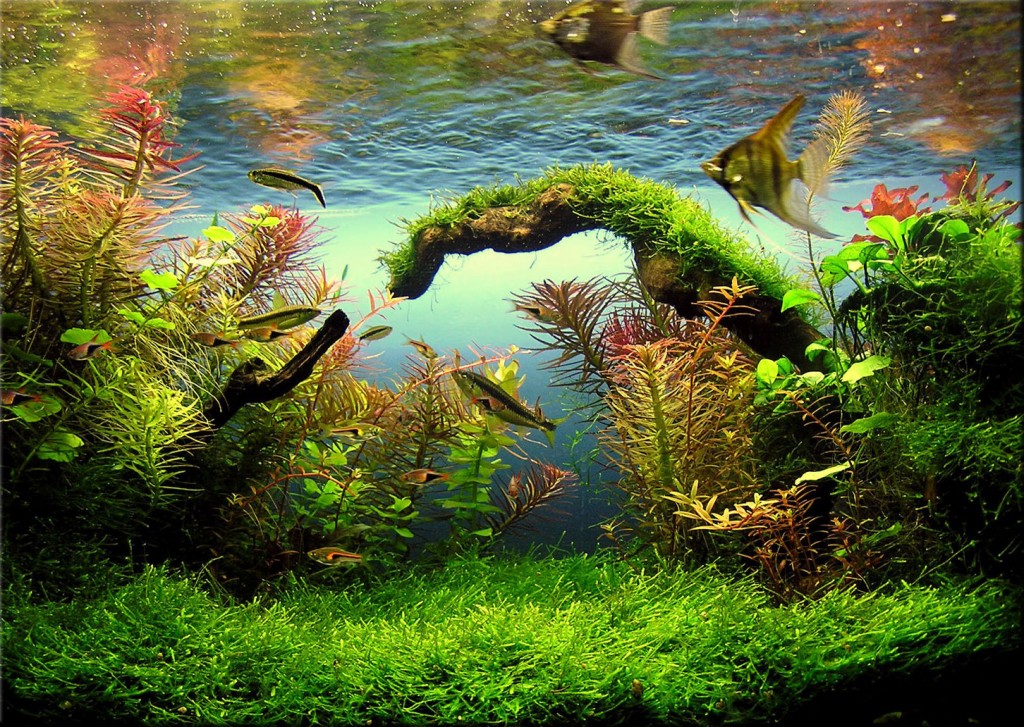 Aquarium plantes aquascaping
