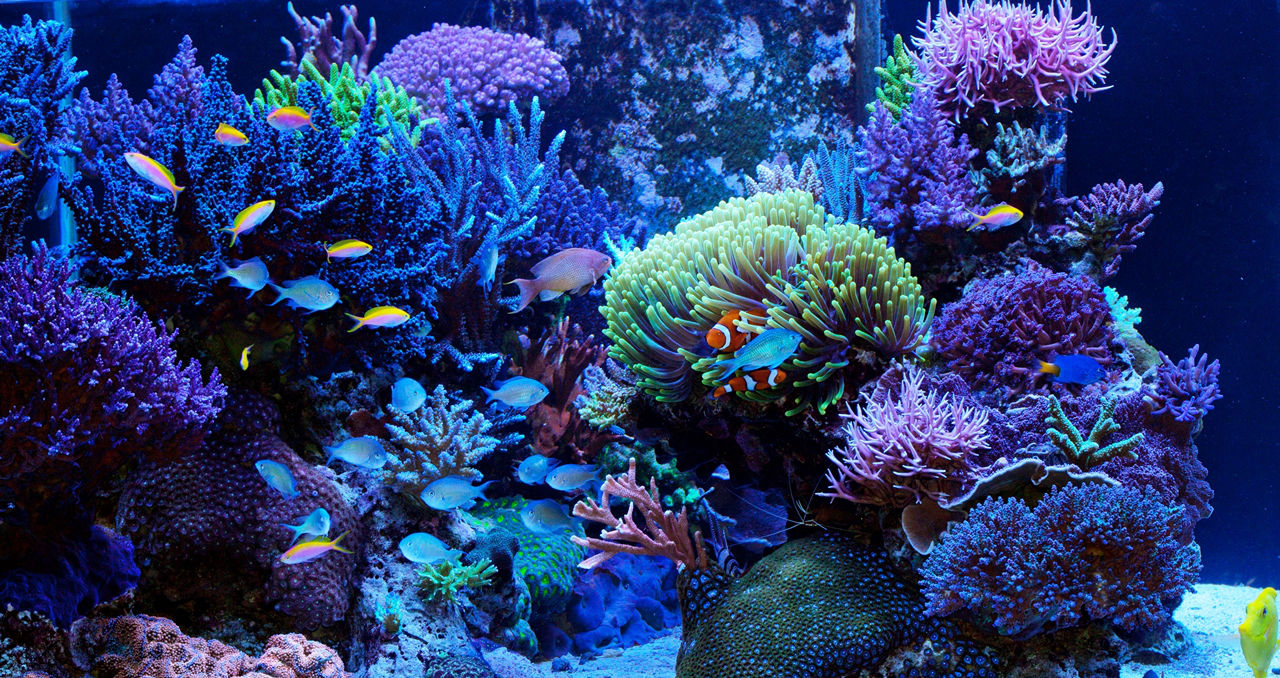 Eau de mer - Aquarium et mur végétal 