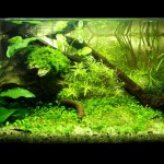 Nano aquarium-plantes locales