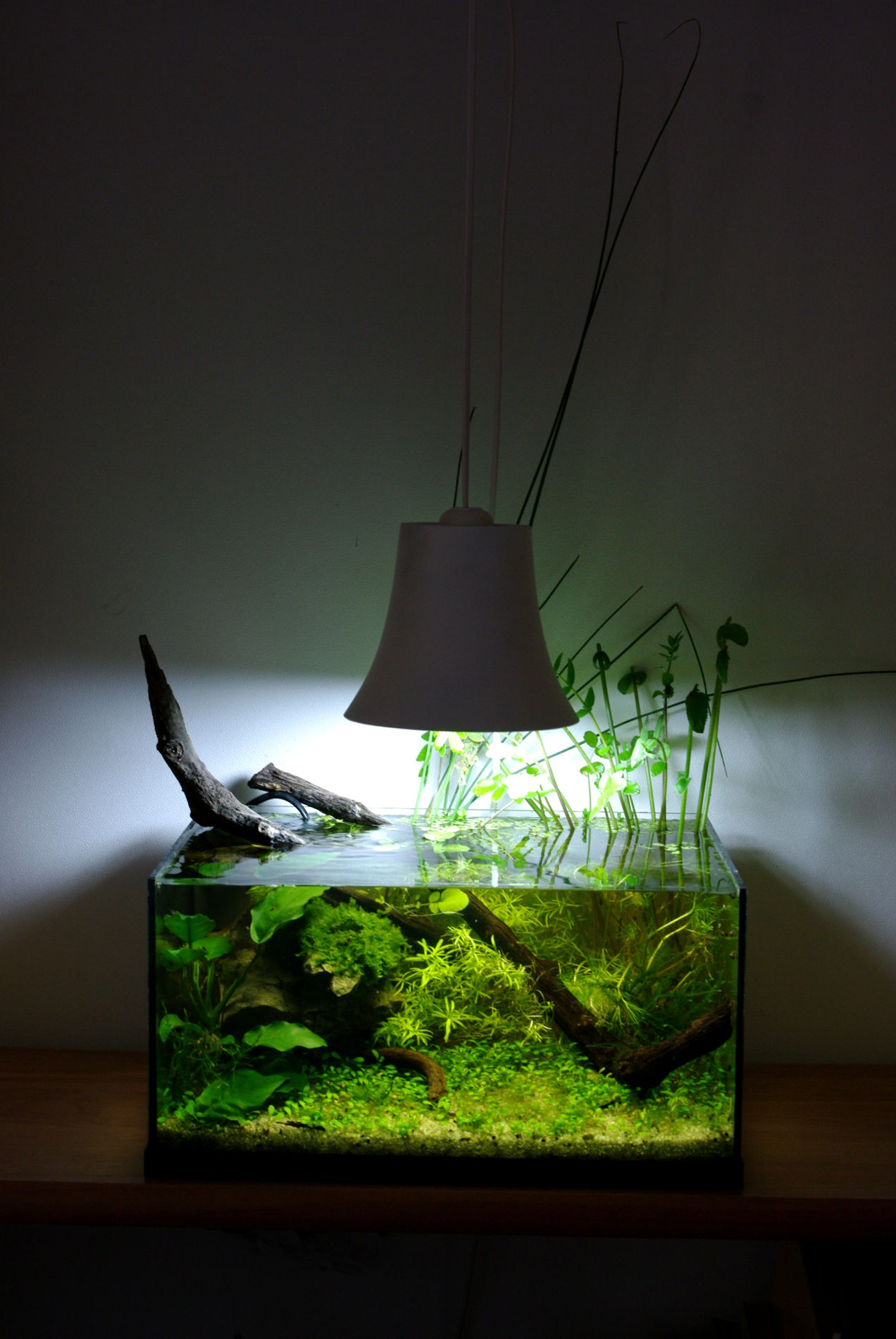 Le Nano-Aquarium - Mur Végétal et Aquariums sur mesure.