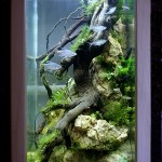 aquarium colone design