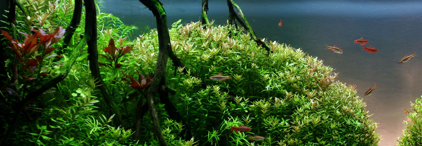 aquarium nature design Mur Végétal et Aquariums sur mesure.Nature Design. — free download