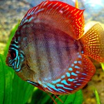 discus