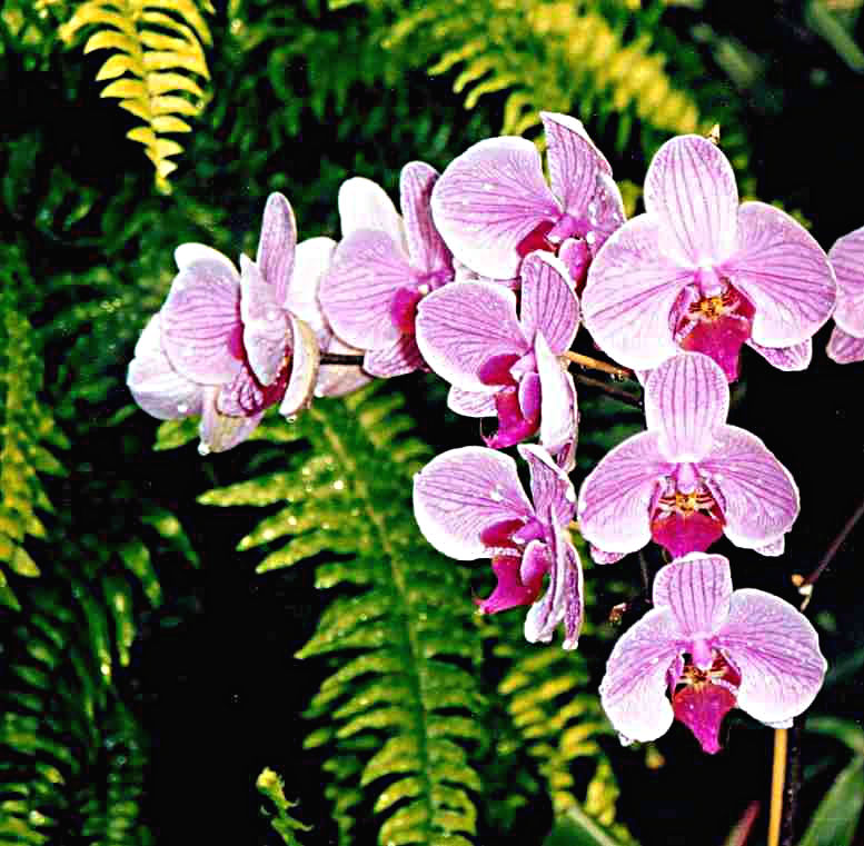 plante mur végétal orchidee