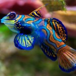 poisson mandarin