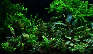 plante aquarium d'ombre