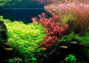plante aquarium fort éclairage